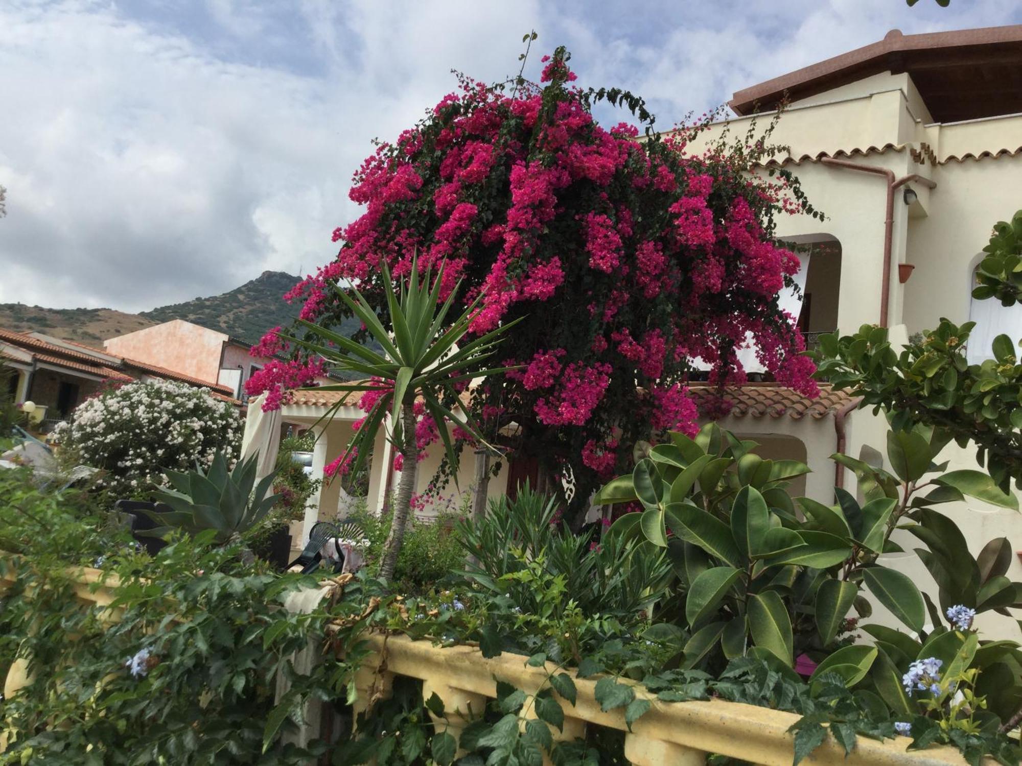 Villa Bouganville Valledoria  Dış mekan fotoğraf